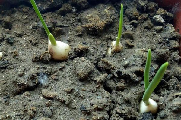 怎么种大蒜,种下去要注意保持土壤湿润