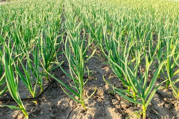 怎么种大蒜,种下去要注意保持土壤湿润