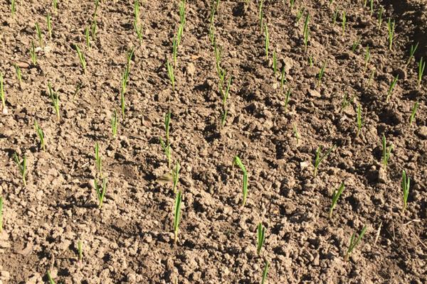 怎么种大蒜,种下去要注意保持土壤湿润