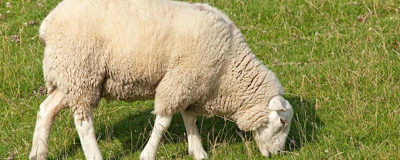 绵羊和山羊能不能杂交，染色体数目不同难以成功