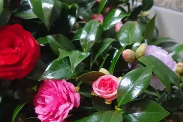 茶花花瓣打蔫是缺水吗，可能是缺少水分的缘故