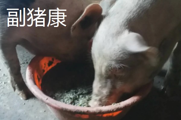 猪病配合用药的口诀,球虫选用磺氯嗪