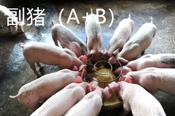 猪病配合用药的口诀,球虫选用磺氯嗪