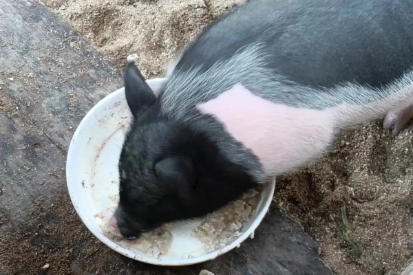 猪病配合用药的口诀,球虫选用磺氯嗪