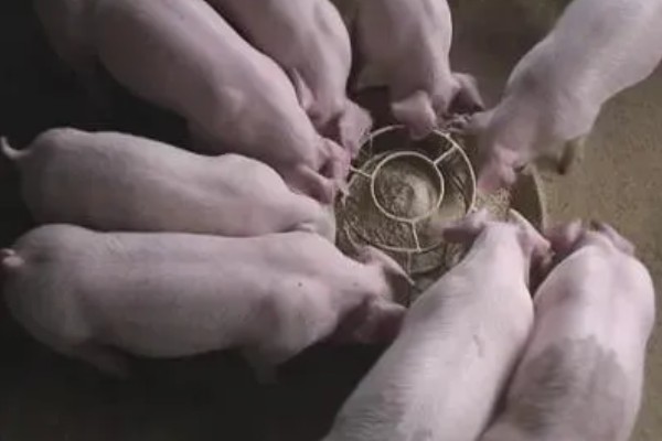 猪病配合用药的口诀,球虫选用磺氯嗪