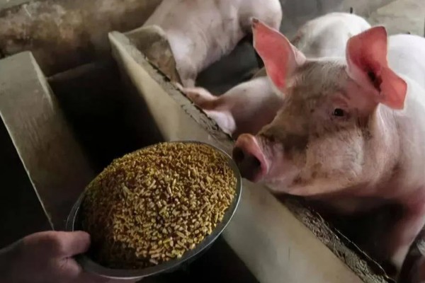 猪病配合用药的口诀,球虫选用磺氯嗪