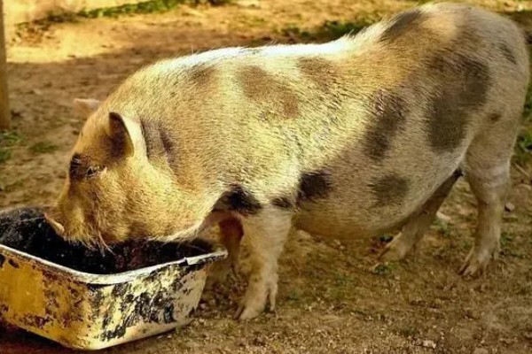 猪病配合用药的口诀,球虫选用磺氯嗪