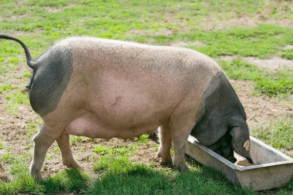 猪病配合用药的口诀,球虫选用磺氯嗪