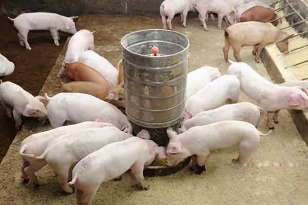 猪病配合用药的口诀,球虫选用磺氯嗪