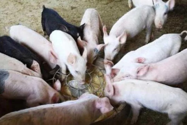 猪病配合用药的口诀,球虫选用磺氯嗪