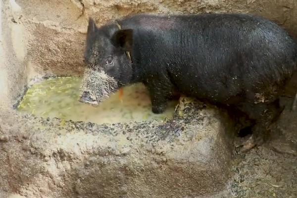 猪病配合用药的口诀,球虫选用磺氯嗪