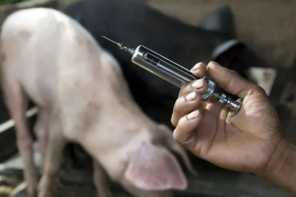 猪病配合用药的口诀,球虫选用磺氯嗪