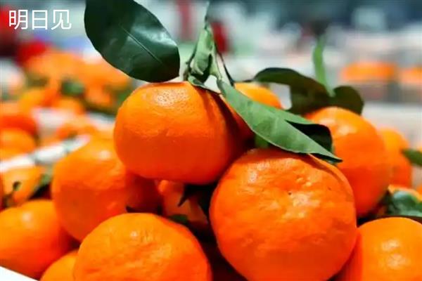 柑橘有什么种类，明日见、清见、大雅柑等品种很常见