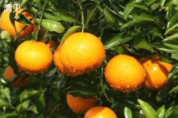 柑橘有什么种类，明日见、清见、大雅柑等品种很常见