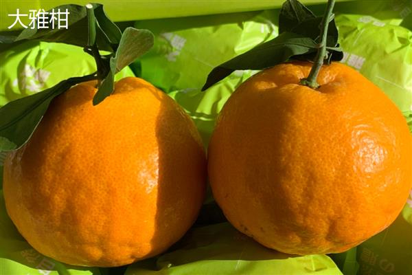 柑橘有什么种类，明日见、清见、大雅柑等品种很常见