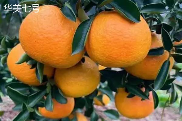 柑橘有什么种类，明日见、清见、大雅柑等品种很常见