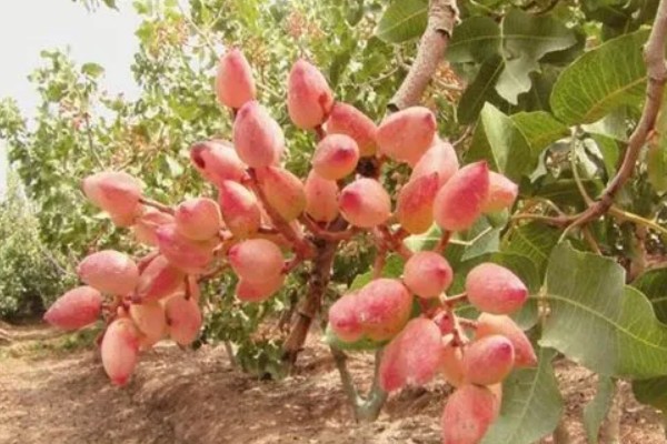 开心果的生长习性,适合在干燥沙壤土上生长