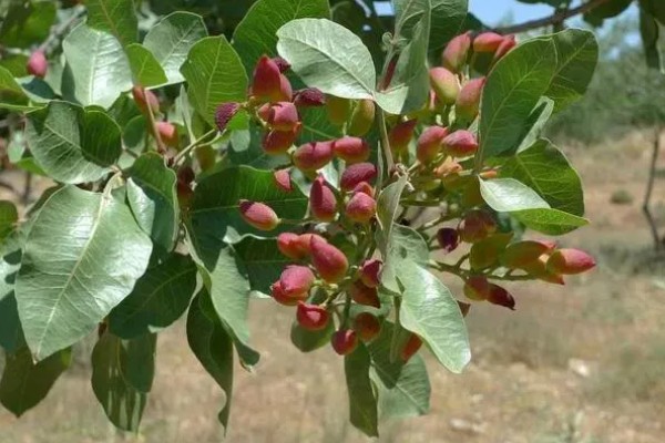 开心果的生长习性,适合在干燥沙壤土上生长