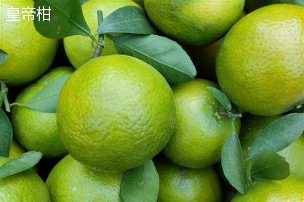 柑橘有什么种类，明日见、清见、大雅柑等品种很常见