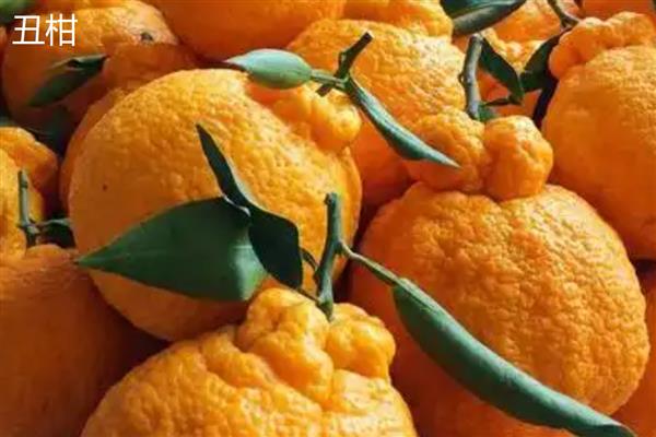 柑橘有什么种类，明日见、清见、大雅柑等品种很常见