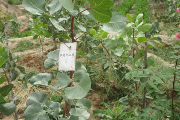 开心果的生长习性,适合在干燥沙壤土上生长