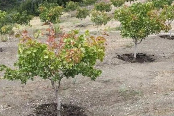 开心果的生长习性,适合在干燥沙壤土上生长