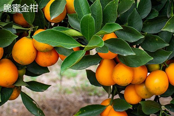 柑橘有什么种类，明日见、清见、大雅柑等品种很常见