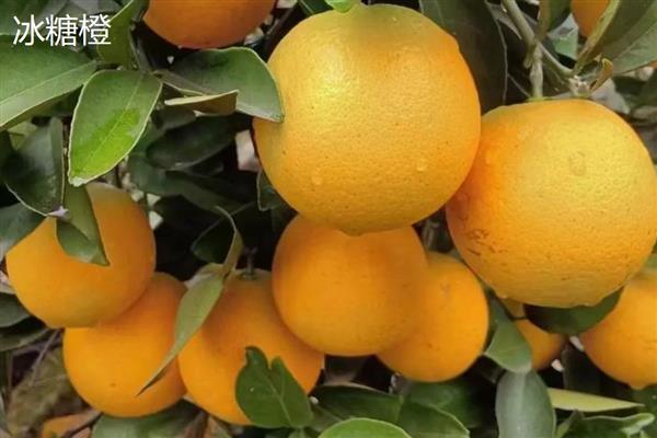 柑橘有什么种类，明日见、清见、大雅柑等品种很常见