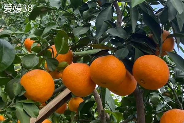 柑橘有什么种类，明日见、清见、大雅柑等品种很常见