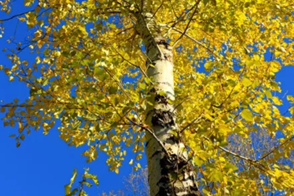 白杨的特点,高度在15-30米之间