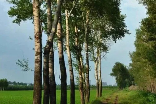 白杨的特点,高度在15-30米之间