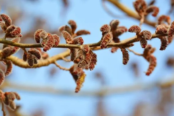 白杨的特点,高度在15-30米之间