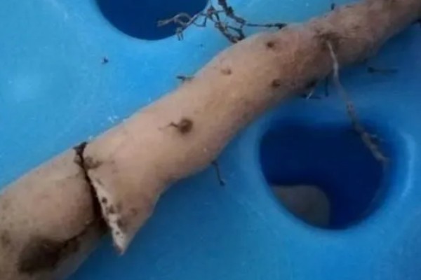 山药的种植方法，通常在春天3-4月份种植