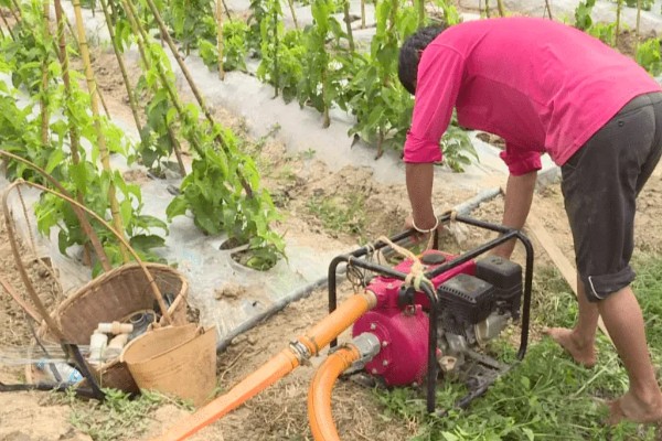 山药的种植方法，通常在春天3-4月份种植