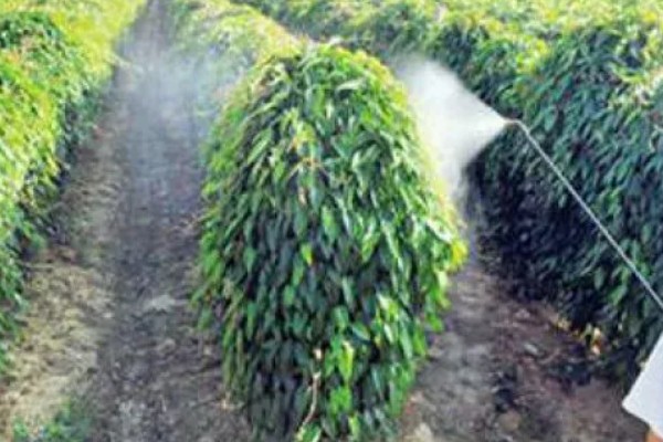 山药的种植方法，通常在春天3-4月份种植