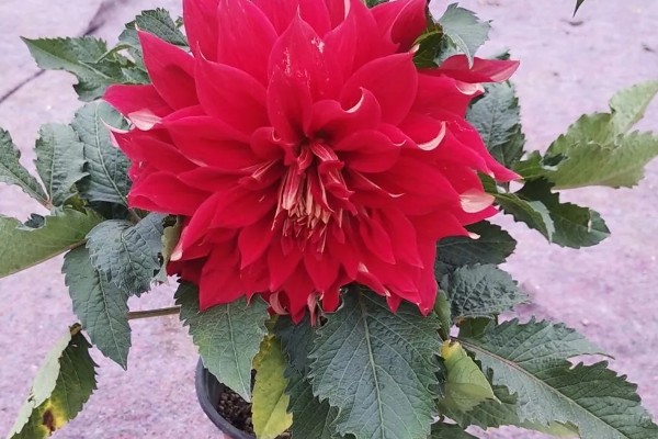 盆栽地瓜花的养殖方法,要将其摆放在有充沛阳光的地方