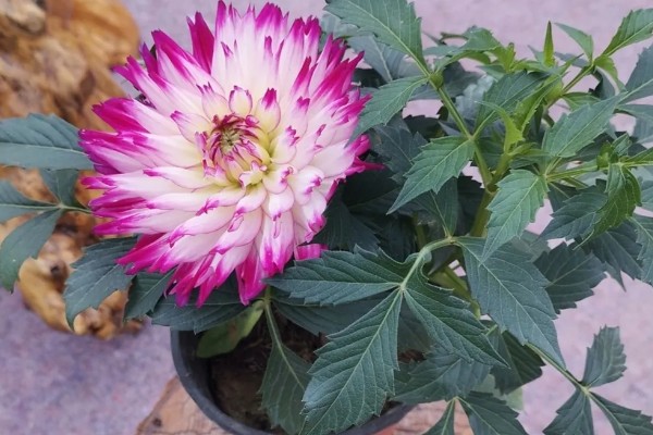 盆栽地瓜花的养殖方法,要将其摆放在有充沛阳光的地方