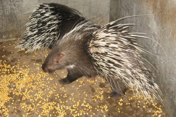 养殖豪猪的饲喂原则，饲料配合要多样化