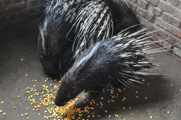 养殖豪猪的饲喂原则，饲料配合要多样化