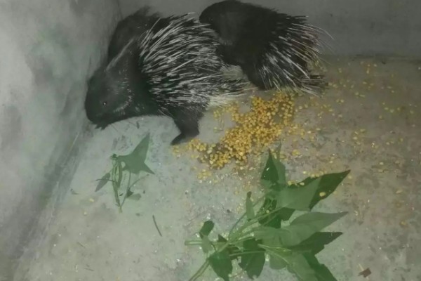 养殖豪猪的饲喂原则，饲料配合要多样化