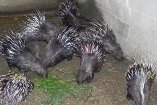 养殖豪猪的饲喂原则，饲料配合要多样化