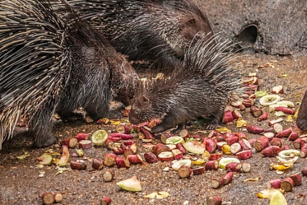 养殖豪猪的饲喂原则，饲料配合要多样化