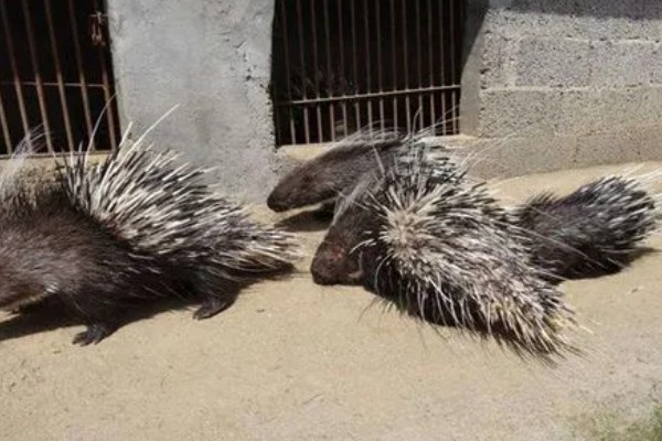 养殖豪猪的饲喂原则，饲料配合要多样化
