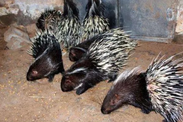 养殖豪猪的饲喂原则，饲料配合要多样化