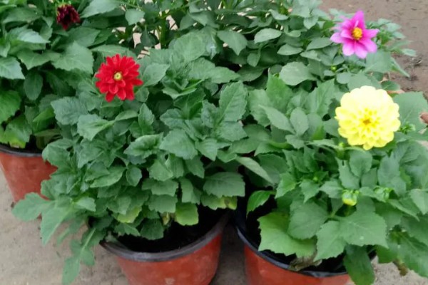 盆栽地瓜花的养殖方法,要将其摆放在有充沛阳光的地方