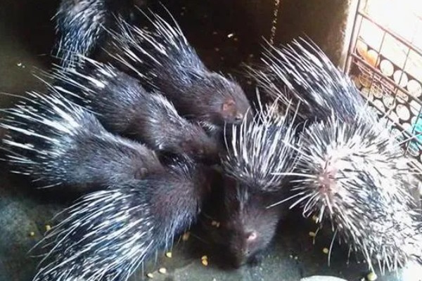 养殖豪猪的饲喂原则，饲料配合要多样化