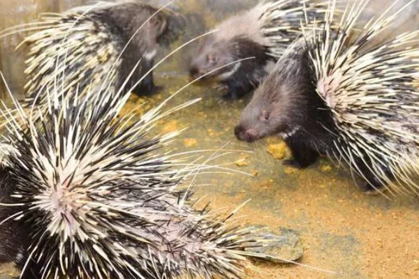 养殖豪猪的饲喂原则，饲料配合要多样化