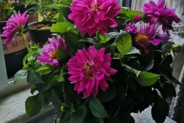 盆栽地瓜花的养殖方法,要将其摆放在有充沛阳光的地方