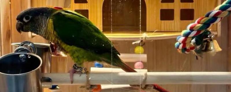 鹦鹉拉血便的原因，可能是患有肠炎所致