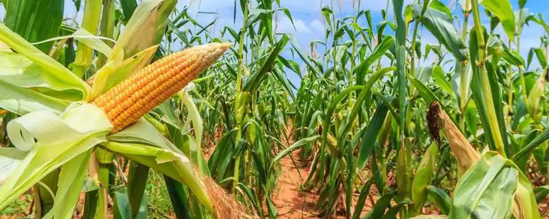 玉米为何长不高，可能是土温低、发生药害等原因所致